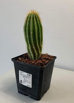 Neobuxbaumia polylopha