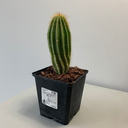 Neobuxbaumia polylopha