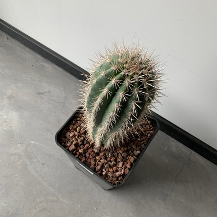 Pachycereus pringlei