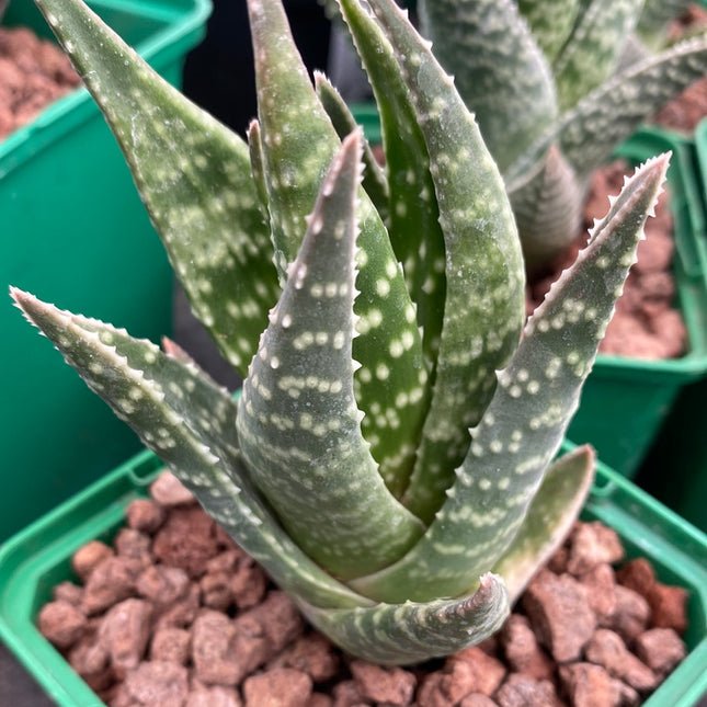 x Gasteraloe 'Glomeraris'