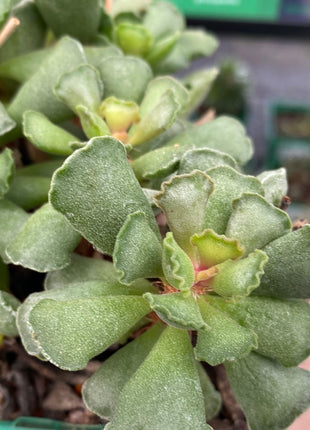 Adromischus cristatus