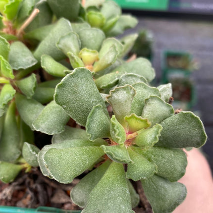 Adromischus cristatus