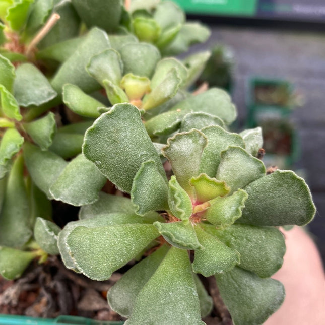 Adromischus cristatus