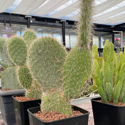 Opuntia pilifera