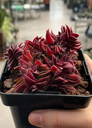 Crassula capitella subs. Thyrsiflora