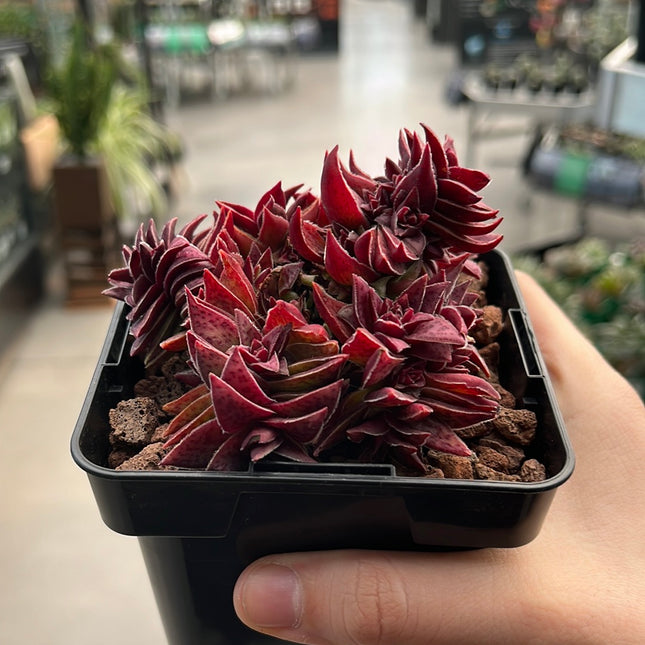 Crassula capitella subs. Thyrsiflora