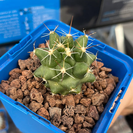 Thelocactus panarottoanus