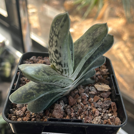 Gasteria baylissiana