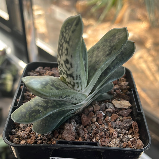 Gasteria baylissiana