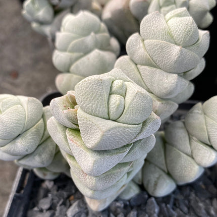 Crassula deceptor