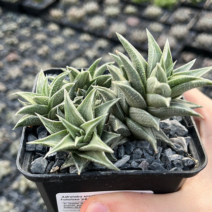 Astroloba spiralis ssp. foliolosa ‘pentagona’