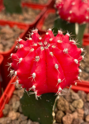 Grafted Gymnocalycium mihanovichii