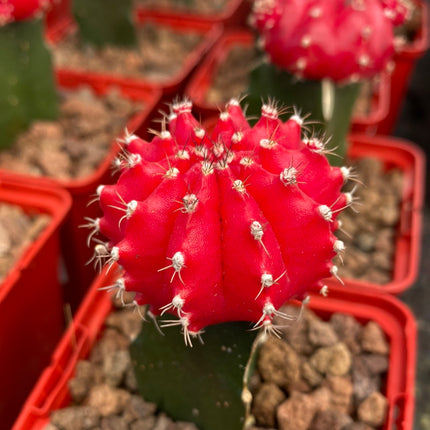 Grafted Gymnocalycium mihanovichii