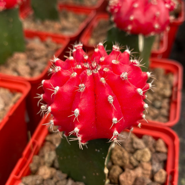 Gymnocalycium mihanovichii injertado
