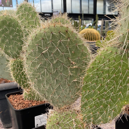 Opuntia pilifera