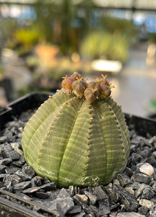 Euphorbia fettleibig ♀ &amp; ♂