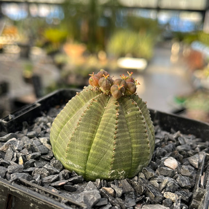 Euphorbia obese ♀ &amp; ♂