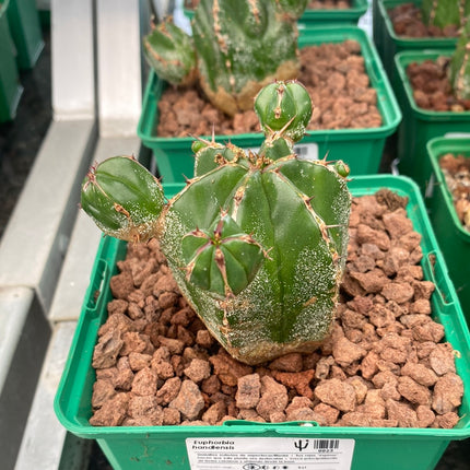 Euphorbia handiensis