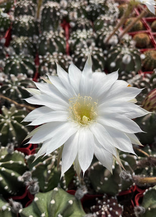 Echinopsis subdenudata