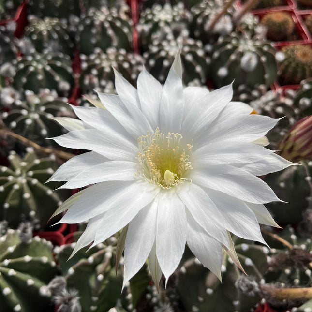 Echinopsis subdenudata