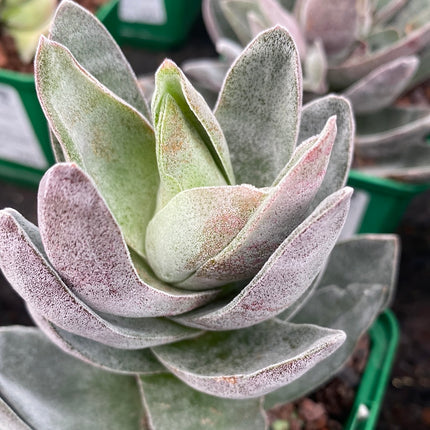 Crassula ‘Garnet lotus’