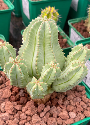 Euphorbia fruticosa f. inermis