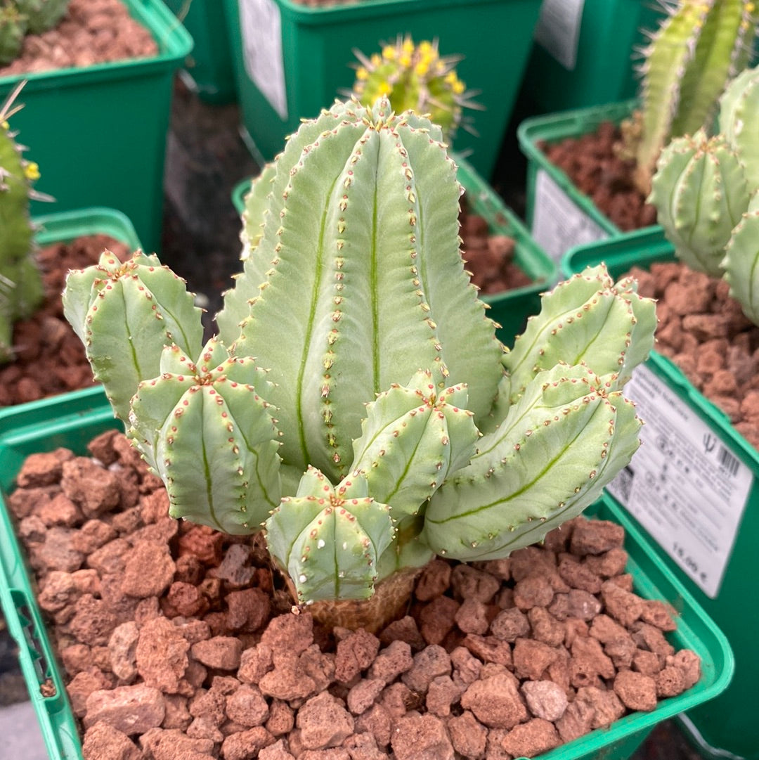 Euphorbia fruticosa f. inermis