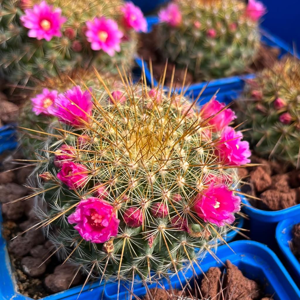 Mammillaria ginsa maru