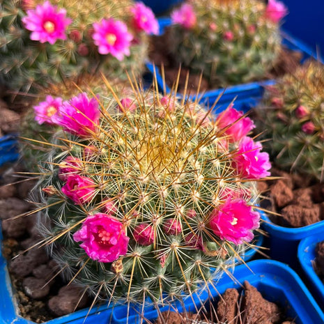 Mammillaria ‘Ginsa Maru’