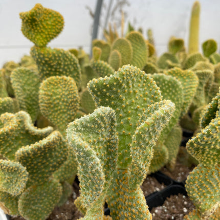 Opuntia microdasys f. cristata