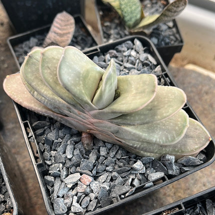 Gasteria baylissiana x glomerata
