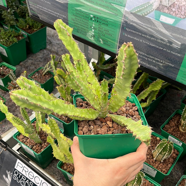 Euphorbia buruana