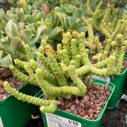 Crassula 'Baby-Halskette'