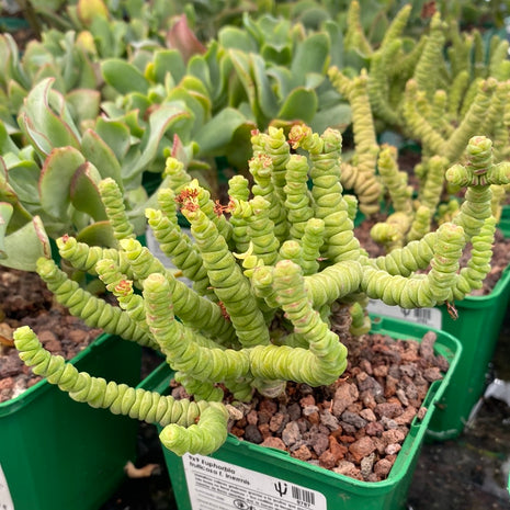Crassula 'Baby necklace'