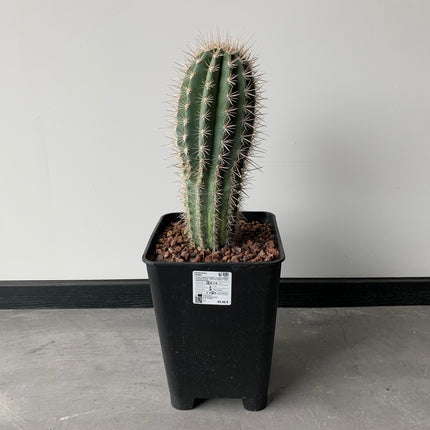 Pachycereus pringlei