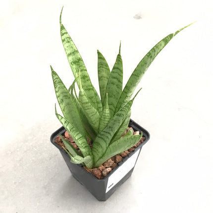 Dracaena ‘Comet Queen Marble’ | Sansevieria ‘Comet Queen Marble’