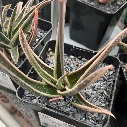 x Gasteraloe 'Carivarie'