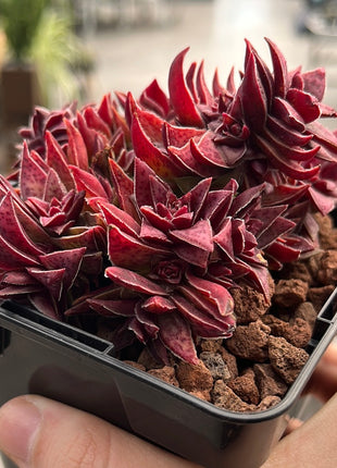 Crassula capitella subs. Thyrsiflora