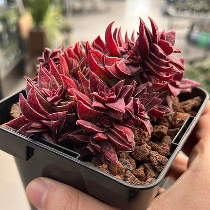 Crassula capitella subs. Thyrsiflora