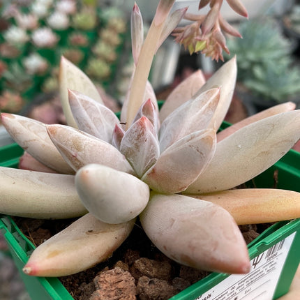 Echeveria ‘Tolimanensis’