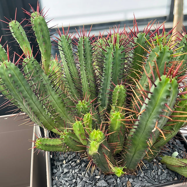 Euphorbia enopla