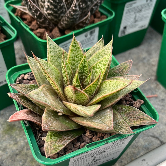 x Gasteraloe ‘D Due’