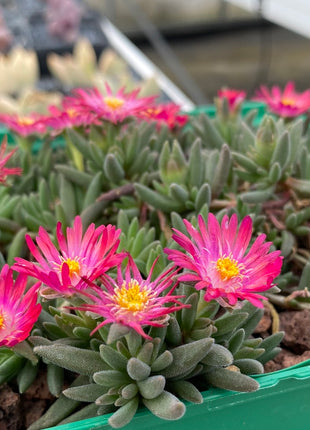 Delosperma deschampsii