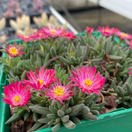 Delosperma deschampsii