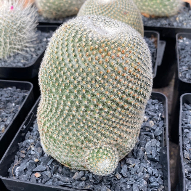 Mammillaria haageana