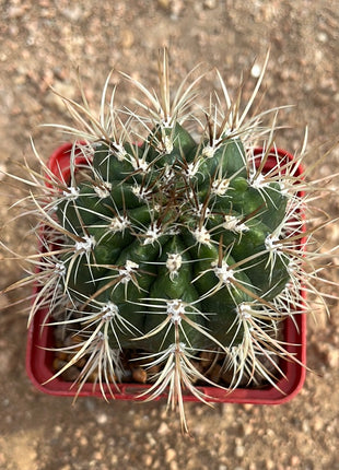 Coleocephalocereus goebeiianus