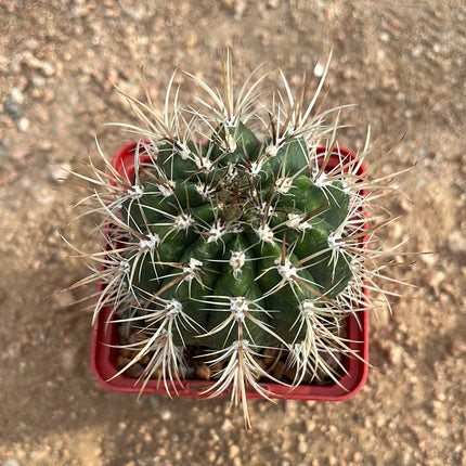 Coleocephalocereus goebeiianus
