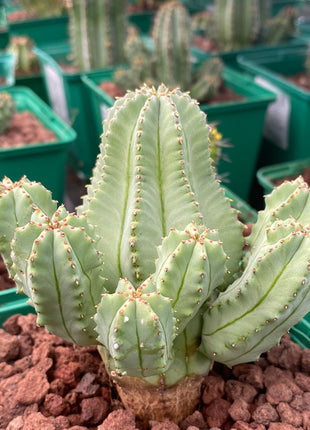 Euphorbia fruticosa f. inermis