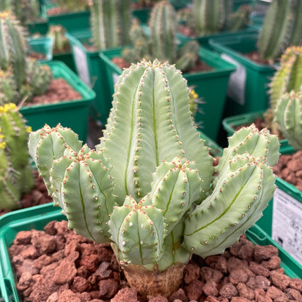 Euphorbia fruticosa f. inermis