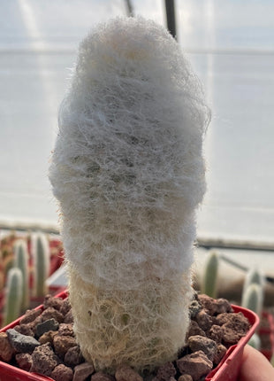 Espostoa lanata